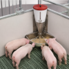 Corner Sow Feeding Trough