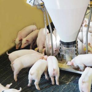 Sensor-Controlled Nursery Pig Feeder - SHEWUYOU Livestock Equipment