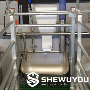 Ad-Libitum Feeder for Lactating Sows - SHEWUYOU Livestock Equipment
