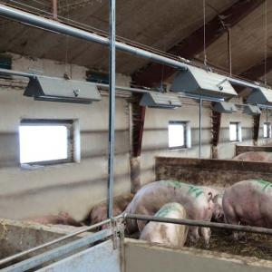 Gestating Sow Floor Feeder - SHEWUYOU Livestock Equipment
