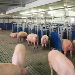 Electronic Sow Feeding Station - SHEWUYOU Livestock Equipment