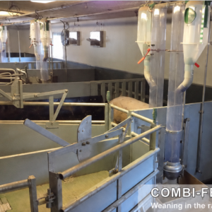 Combi Feeder for Sows and Weaners - SHEWUYOU Livestock Equipment