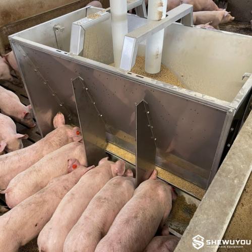 Stainless Steel Box Feeder for Weaners - SHEWUYOU Livestock Equipment
