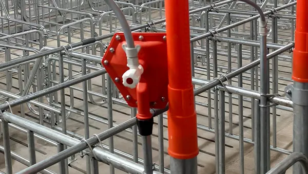 Pig Water Level Controller Installed in Gestation Pen