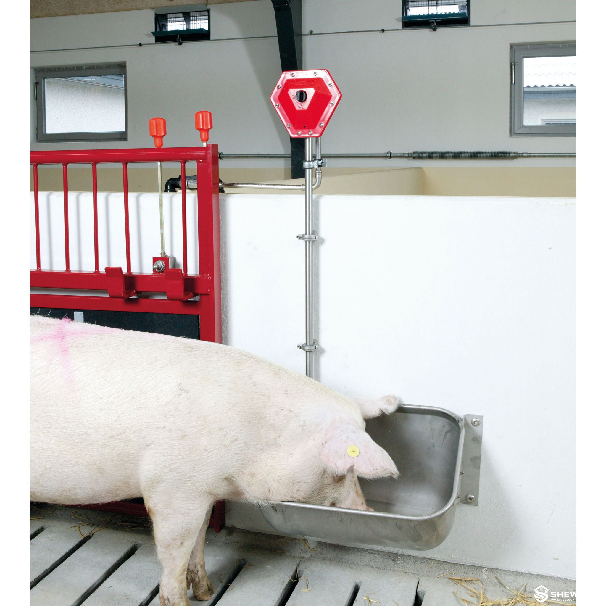 Pig Water Level Valve Installed with Sow Drinking Trough