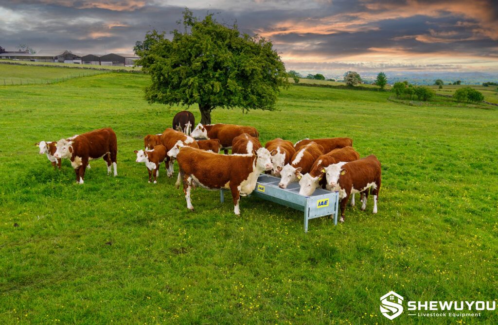 cattle feeding from galvanized steel bunk feeder