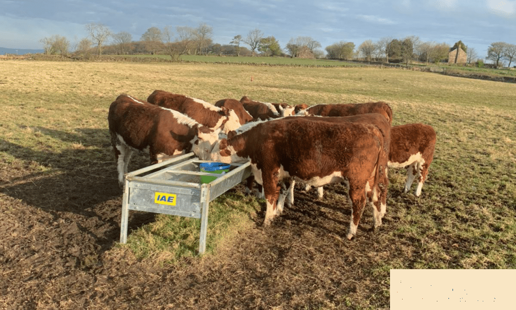 beef cattle feeding from raised galvanized trough