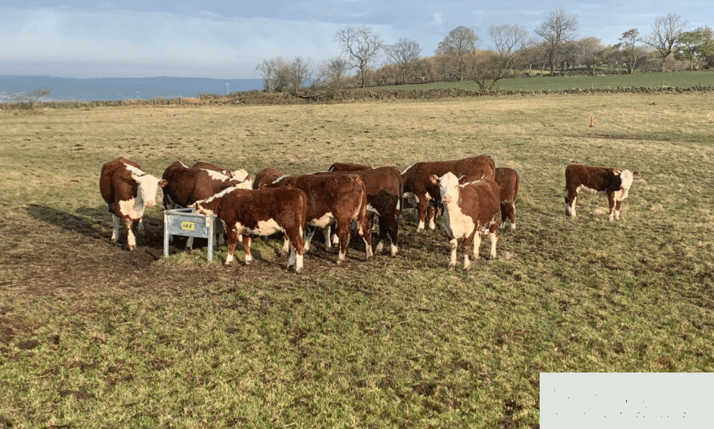 low-level cattle feed trough outdoor farm application