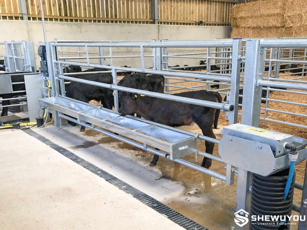 Calf Feeding Trough Installed in Livestock Pen