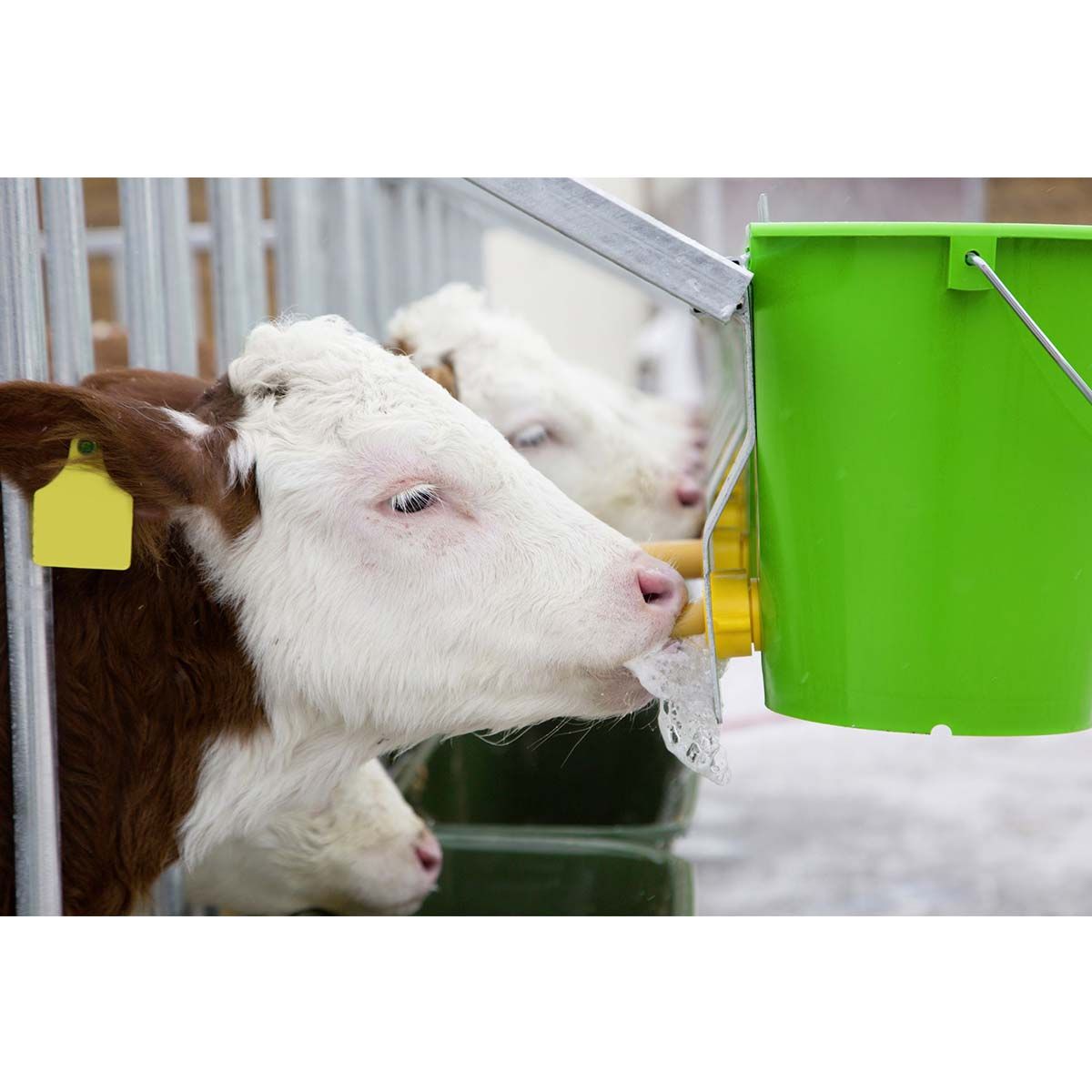 calf drinking from hygienic-valve feeding bucket