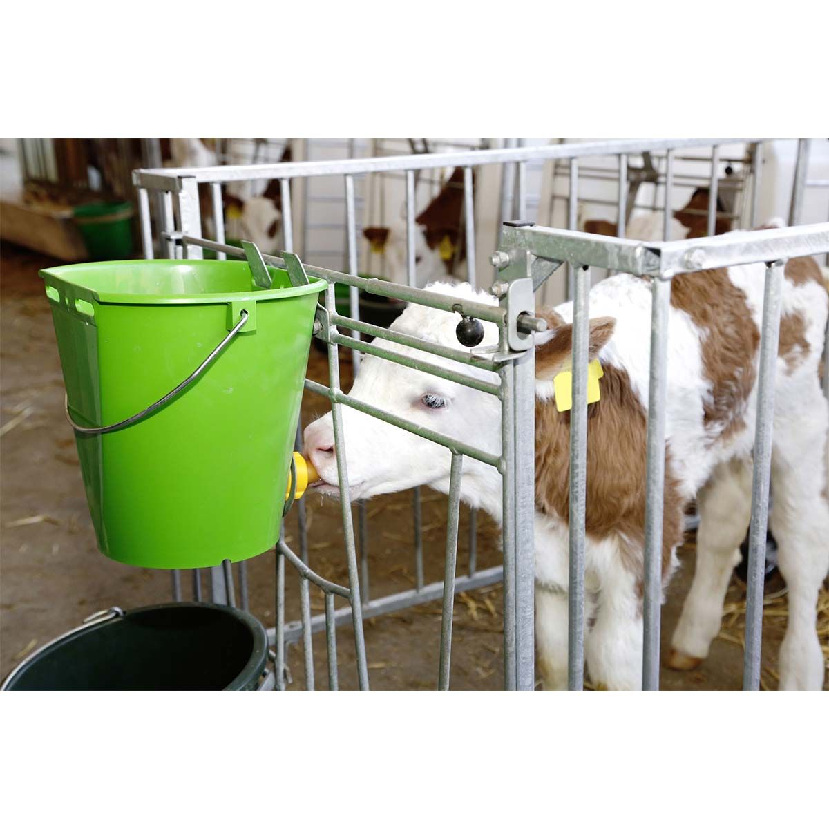 8L calf feeding bucket mounted on calf pen