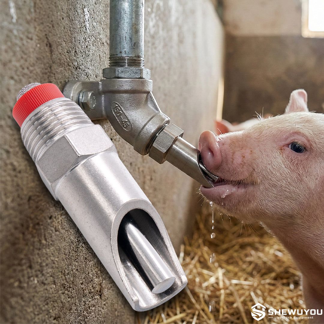 Pig Drinking from Stainless Steel Nipple Drinker
