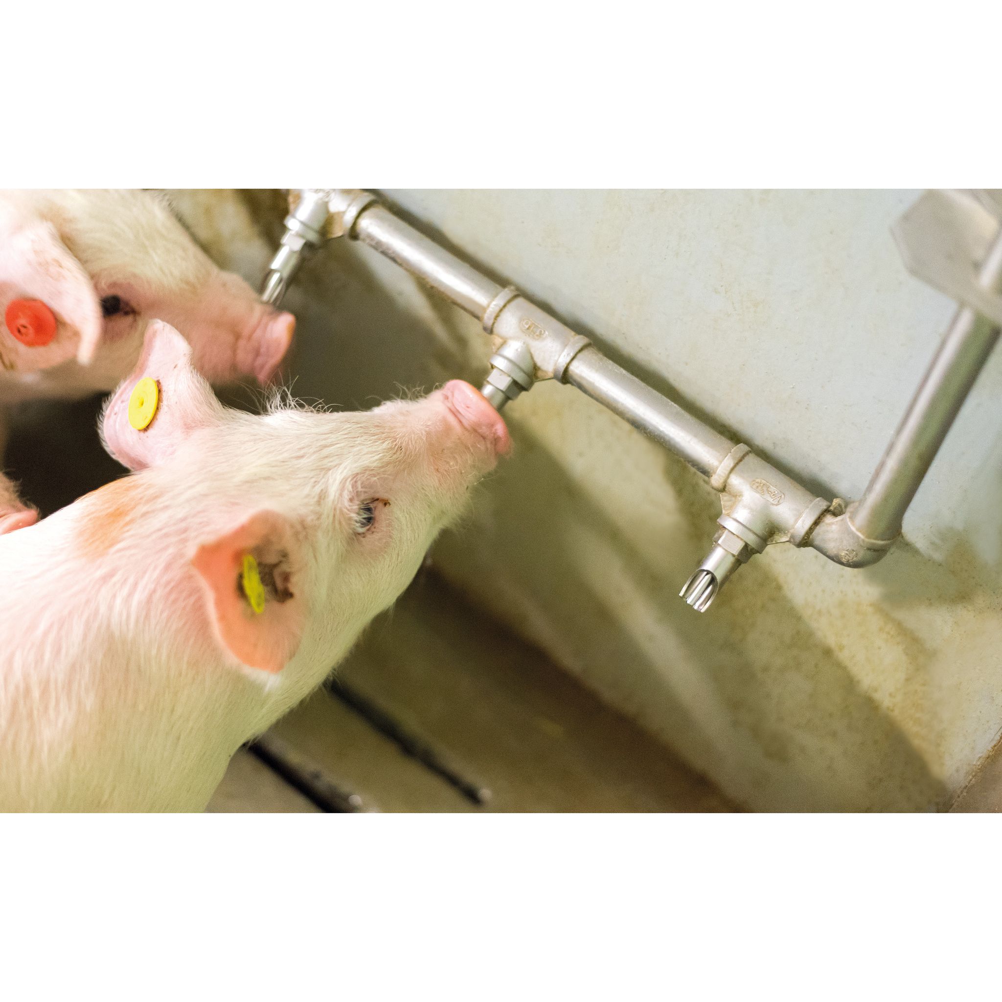 Piglets Drinking from Multi-Nipple Watering Bar