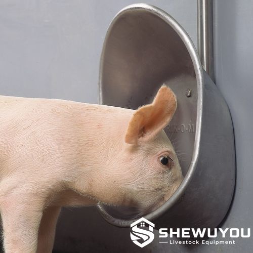Weaner Pig Drinking from Stainless Steel Bowl