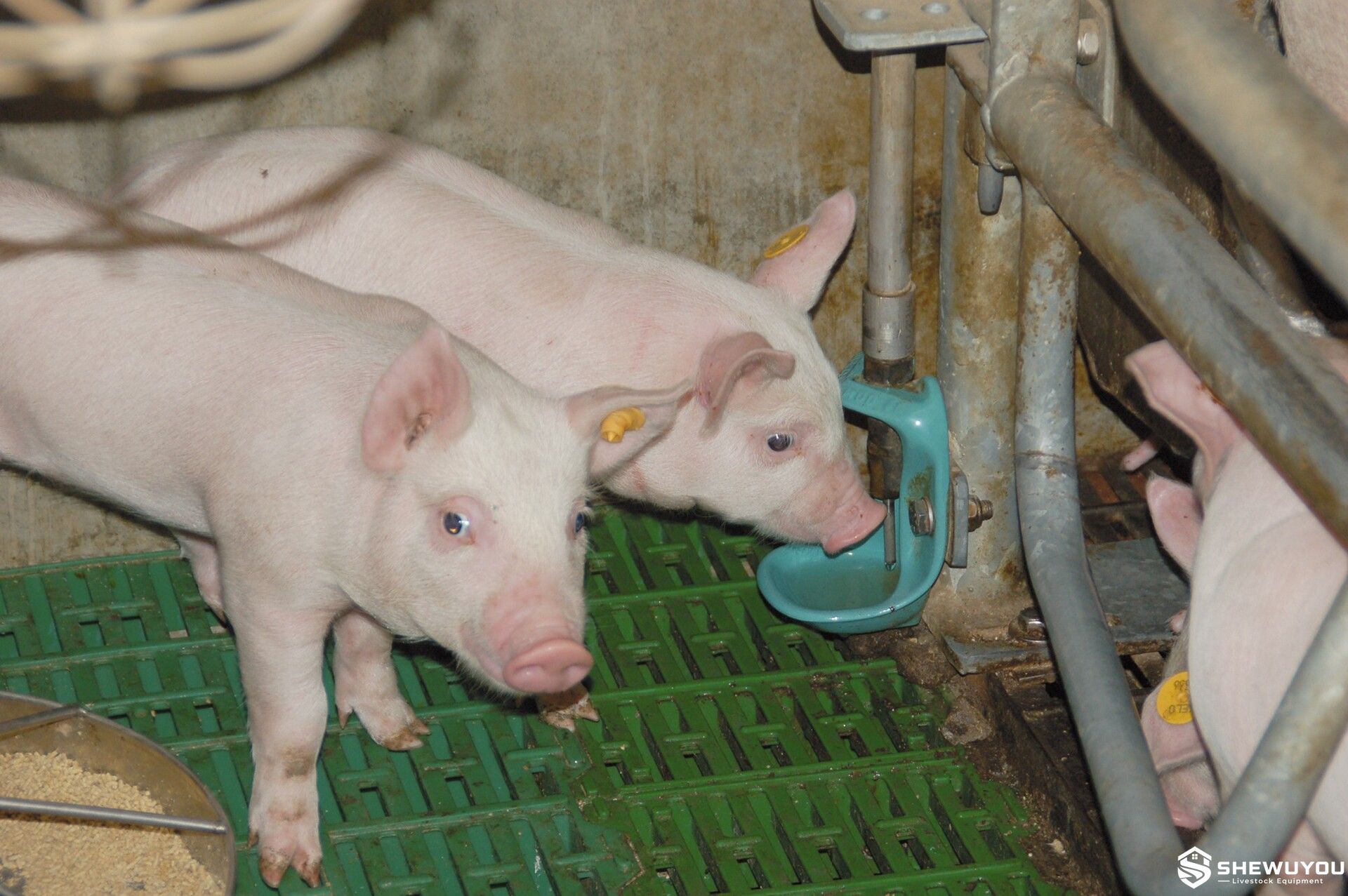 Enamelled Cast Iron Piglet Drinking Bowl in Pig Pen