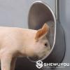 Piglet Stainless Steel Drinking Bowl