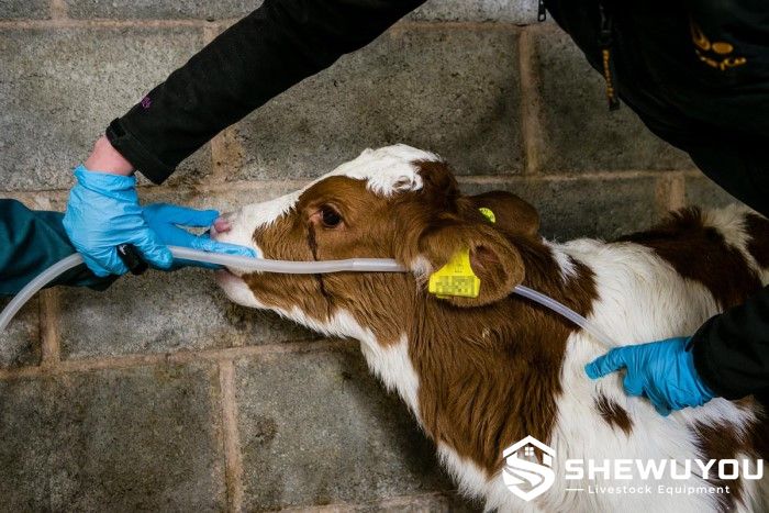 trained calf colostrum tube feeding application