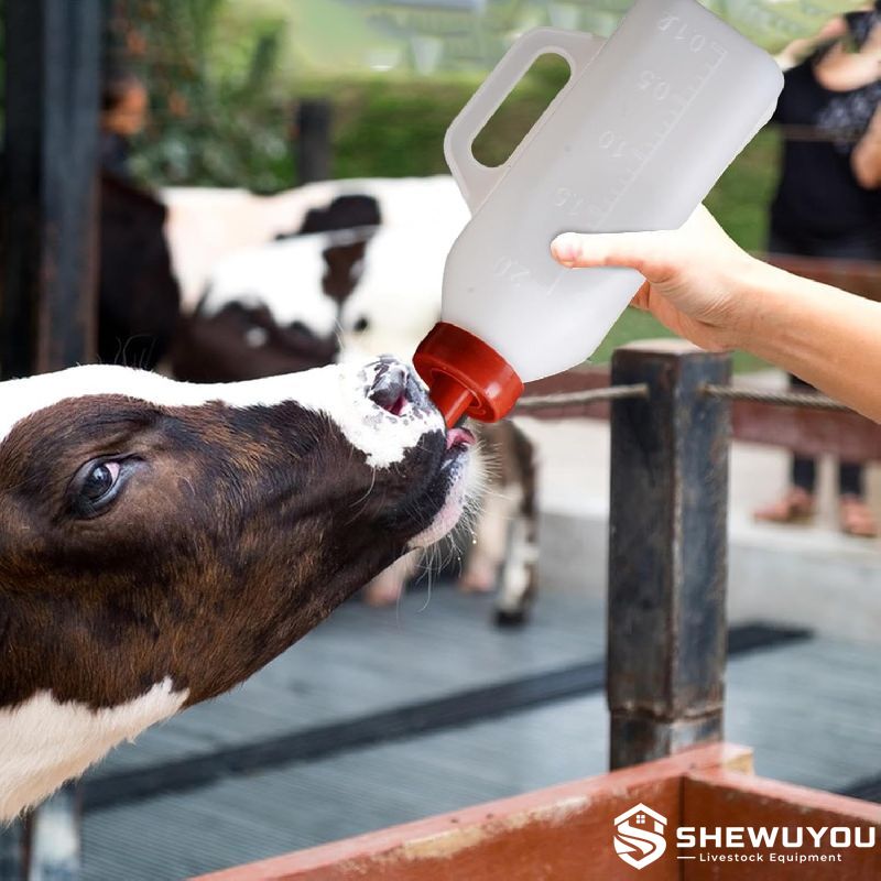 calf drinking milk from feeding bottle