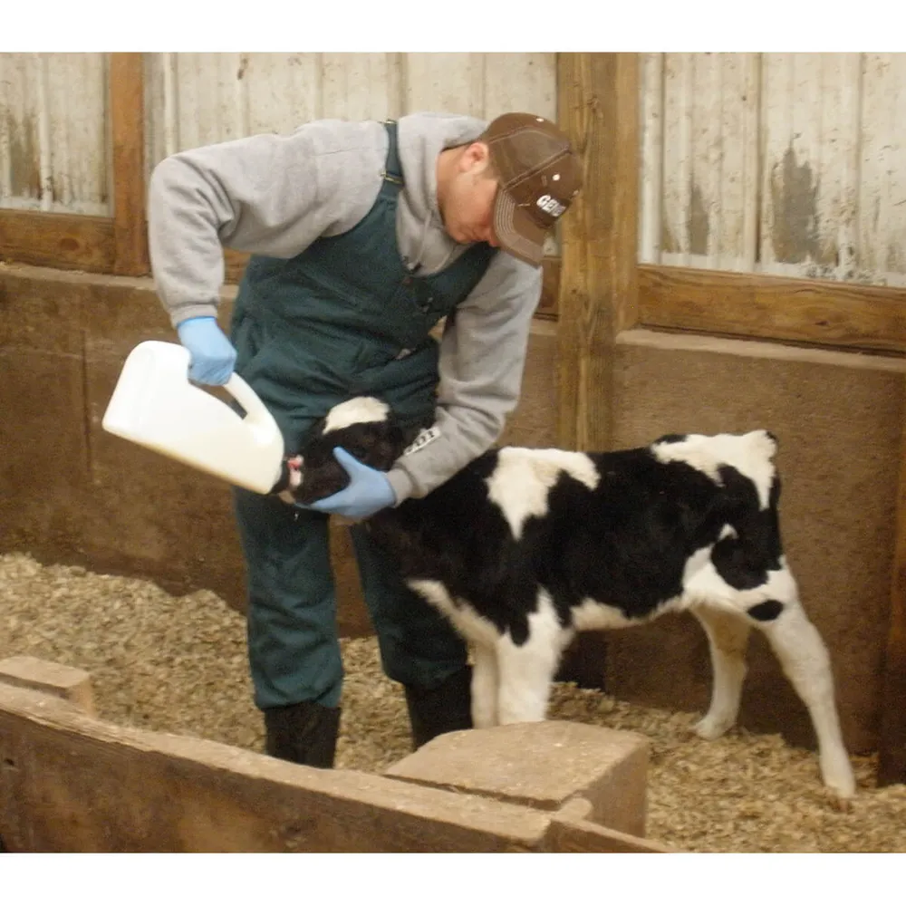 calf bottle feeding with replacement rubber teat