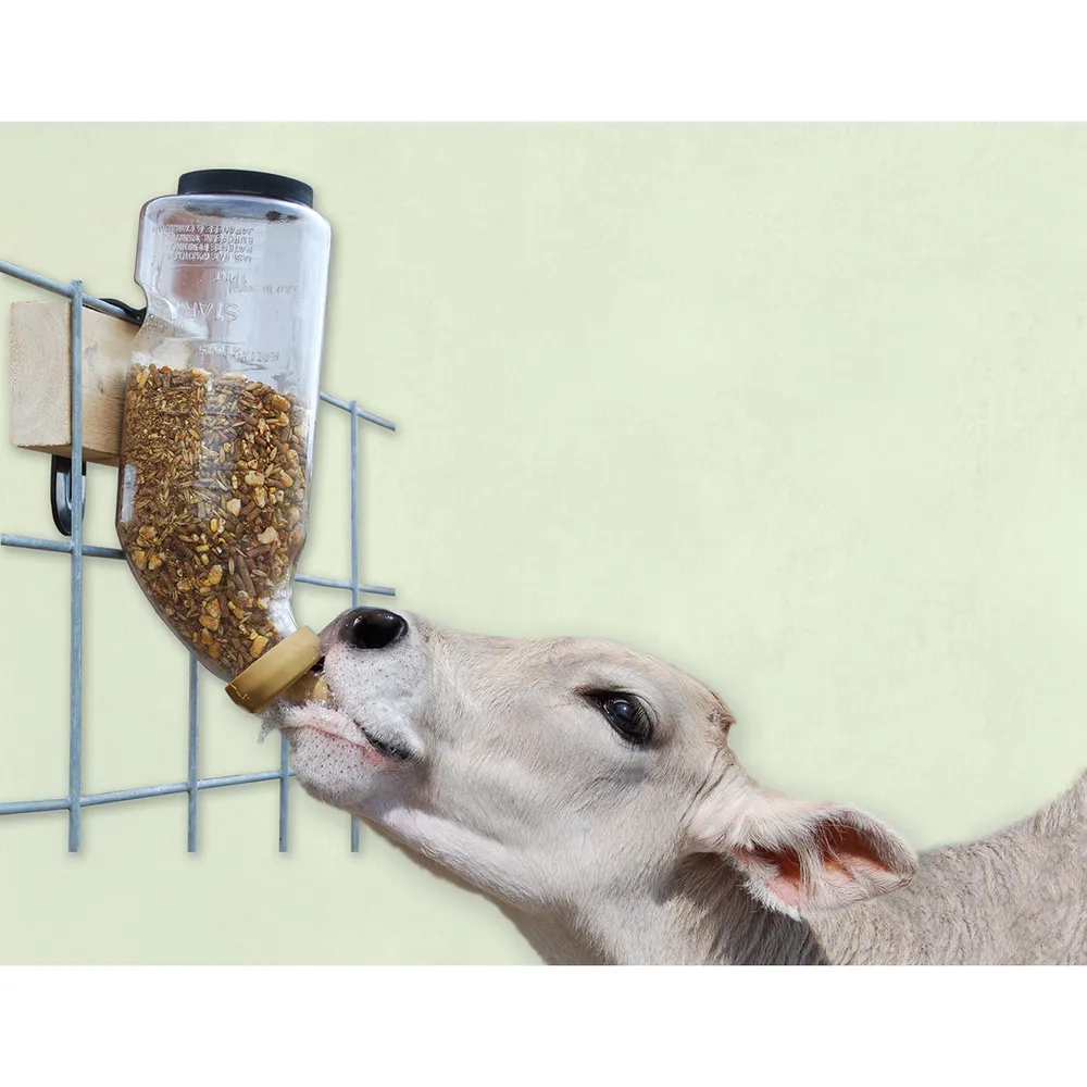 calf using dry feed starter training bottle