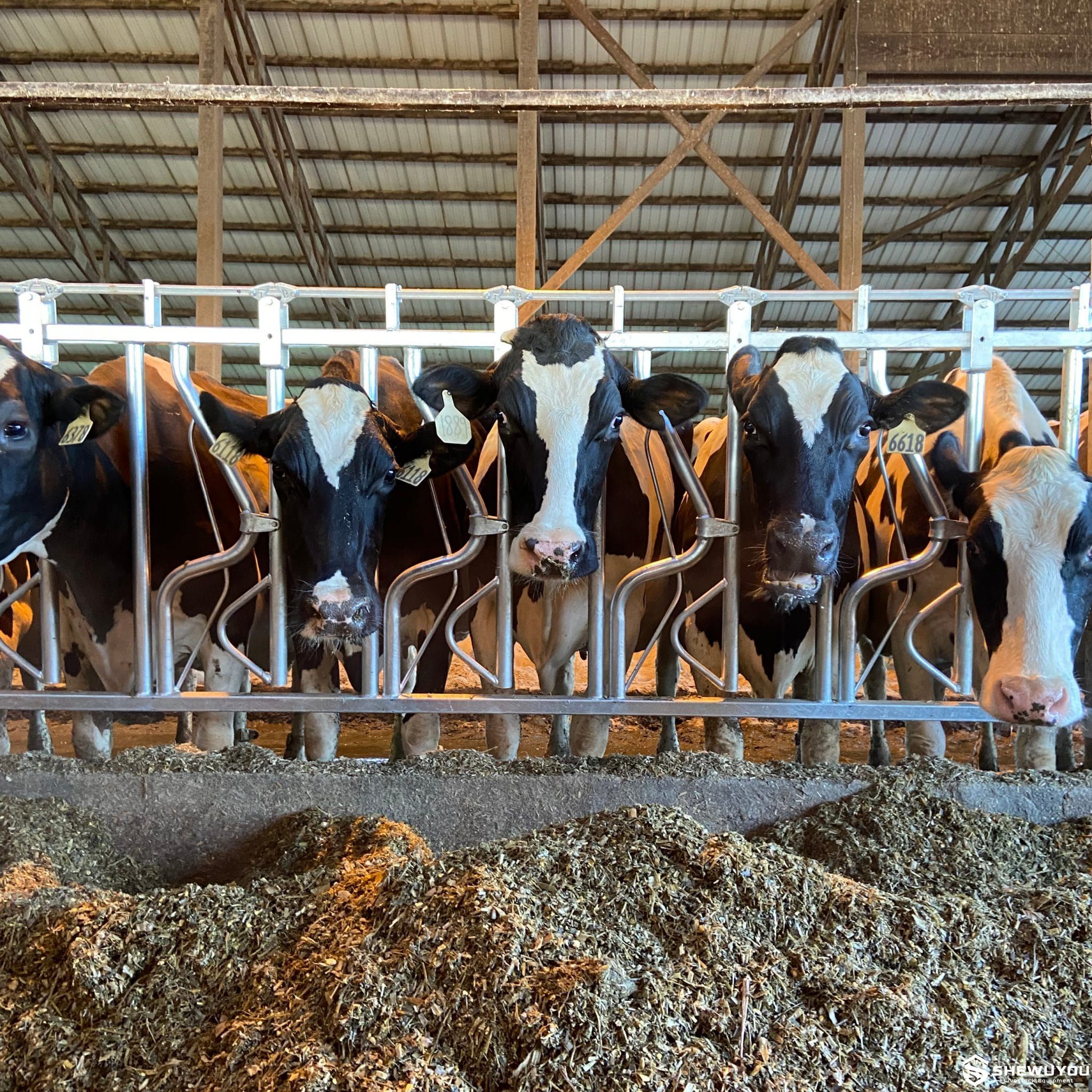 cattle headlock panels installed along dairy feed line