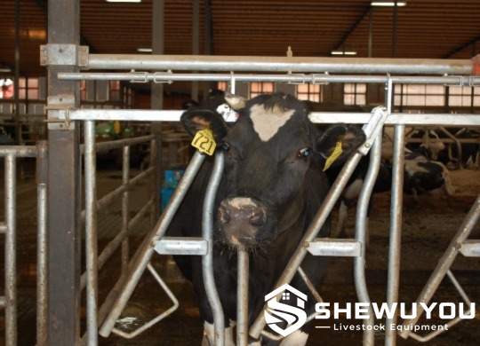 safety quick-release cattle headlock
