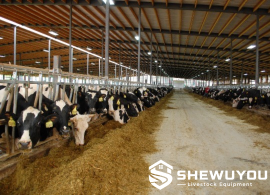 quick-release cattle headlock installed in dairy barn
