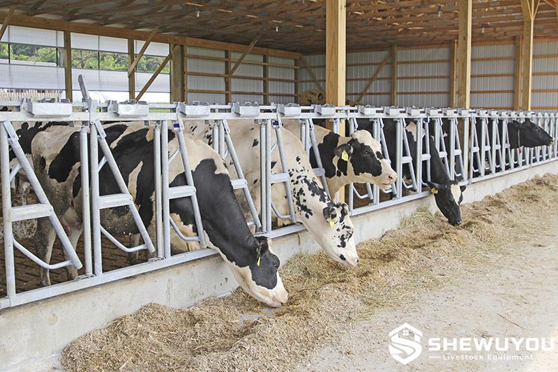 large dairy cows feeding through heavy duty self locking headlocks