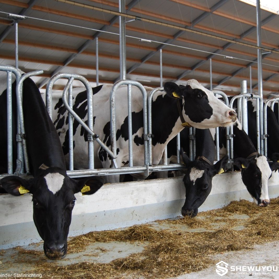 Openline Swedish self-locking cattle feed front