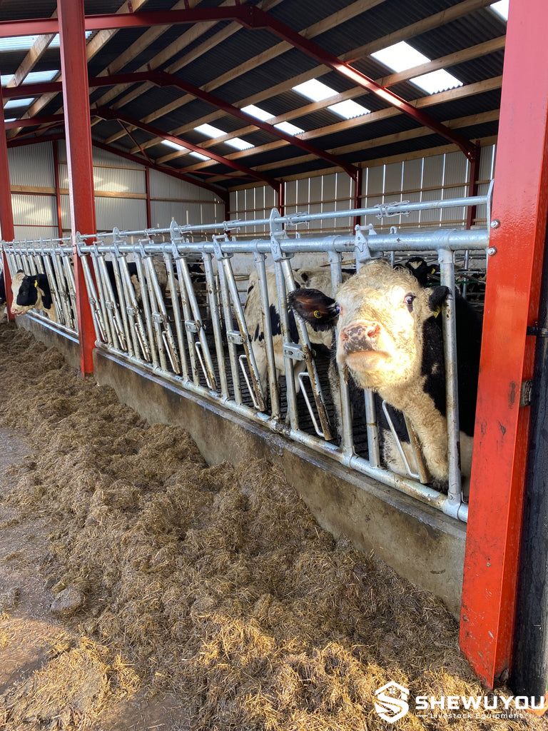 young heifers feeding through self locking cattle headlocks