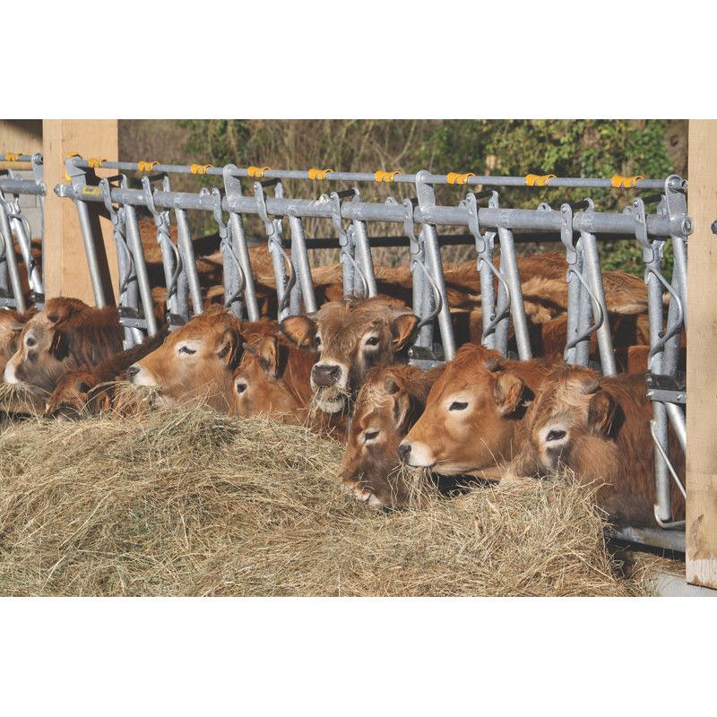 young cattle self locking feed barrier in barn