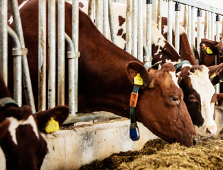 high-safety dairy cow headlock