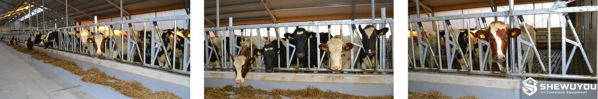high-safety dairy cow headlock installed at feed front