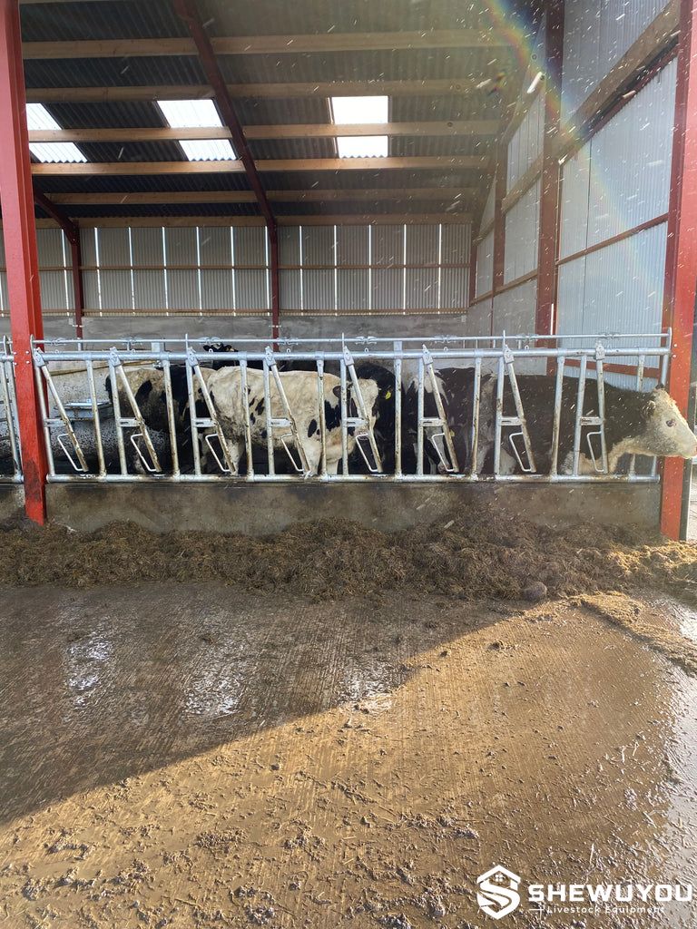 heifer self locking headlock installed in young cattle barn