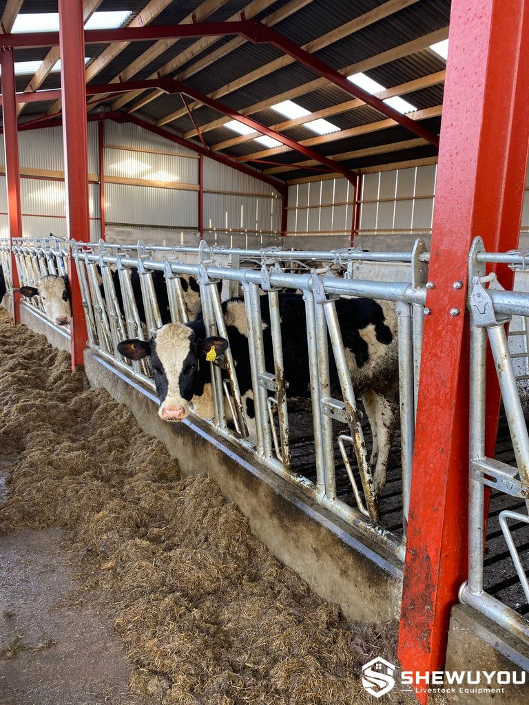 heifers feeding through galvanized self locking headlocks