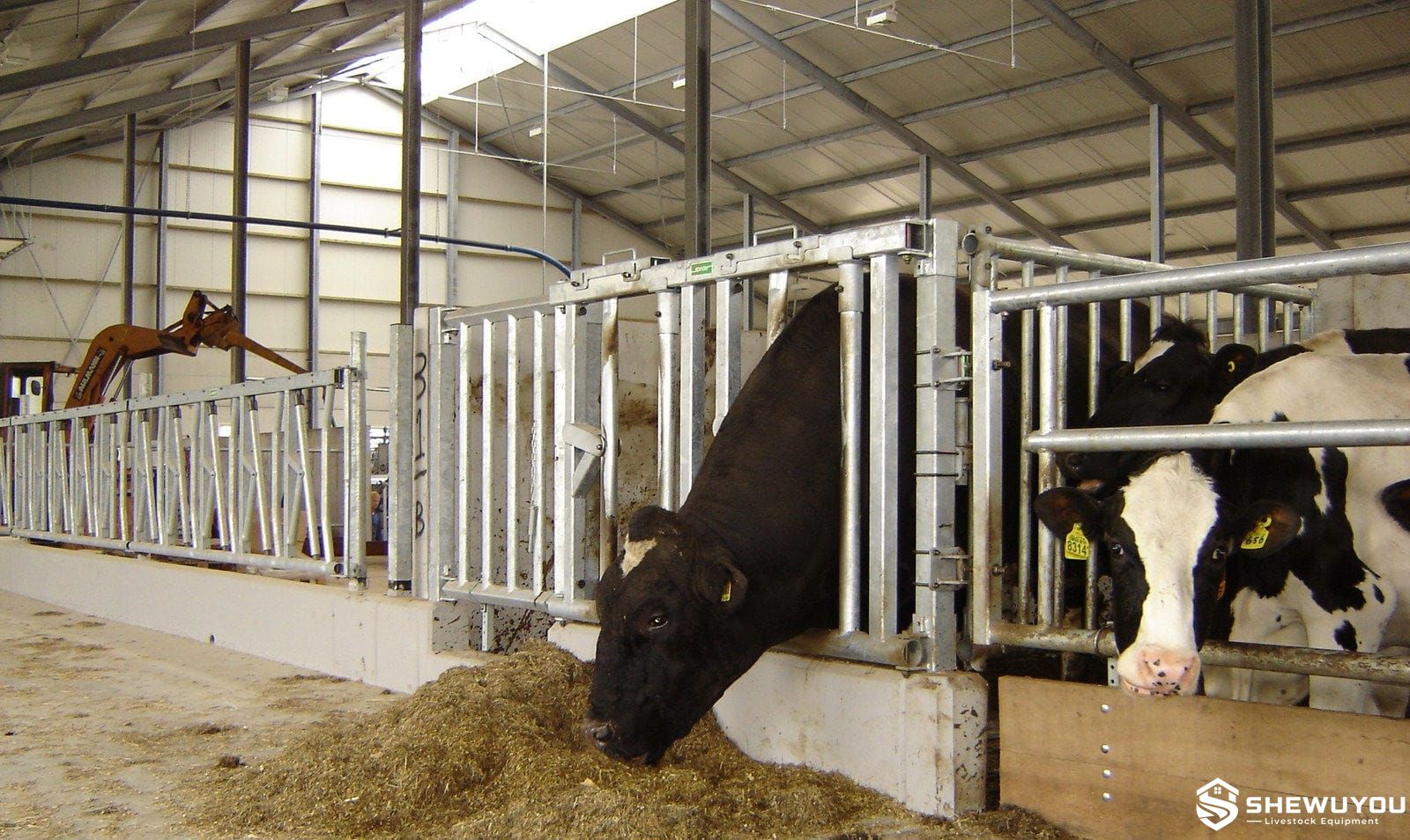 breeding bull safety headlock installed in cattle barn