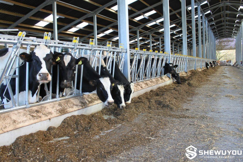 dairy cattle feeding through self locking headlock barrier
