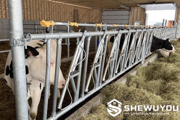 adjustable-width cattle headlock in dairy barn