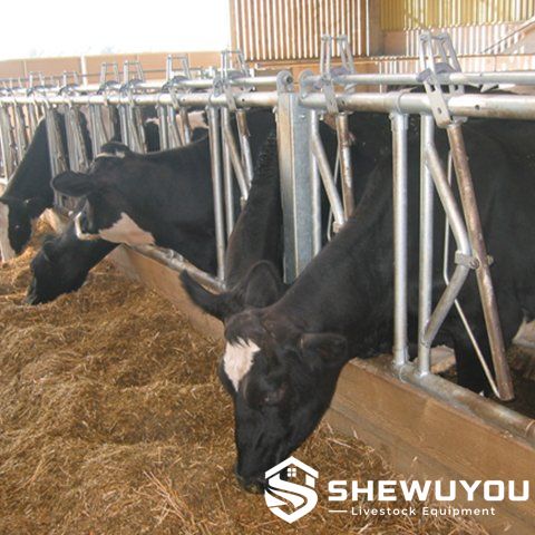dairy cows using adjustable cattle headlocks