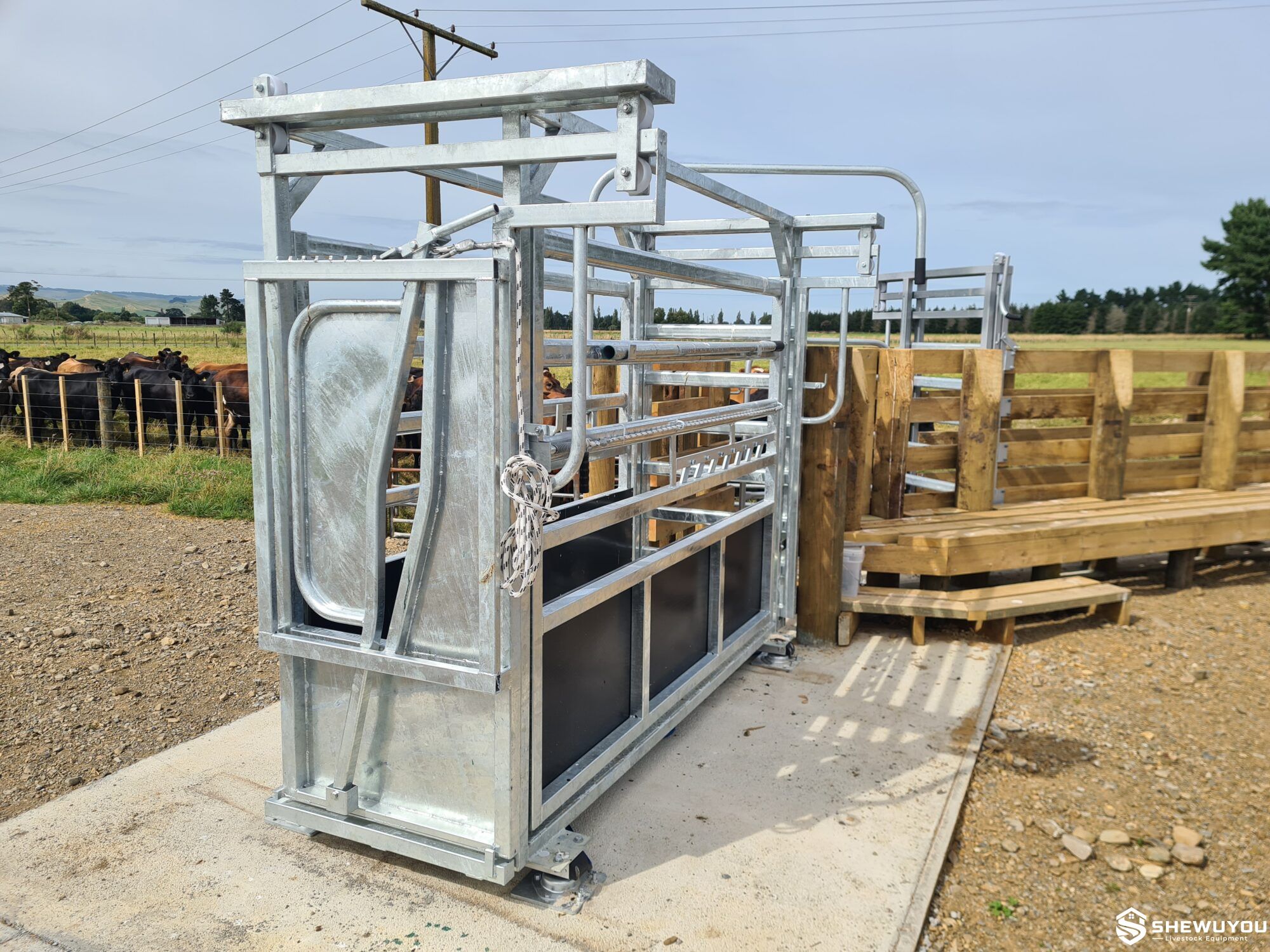manual galvanized cattle crush installed in cattle handling yard