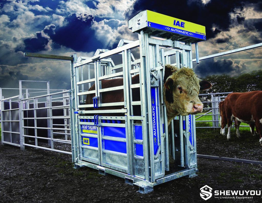 full-access cattle crush in commercial cattle handling yard