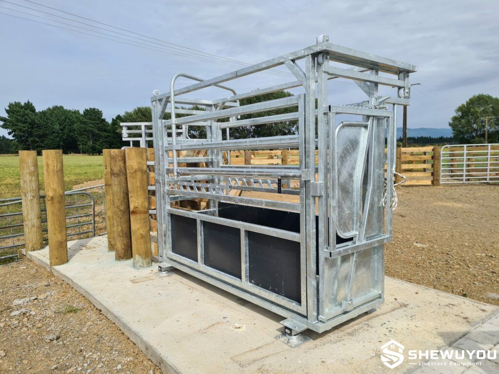 cattle crush installed in livestock handling yard