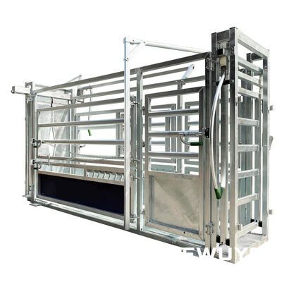 galvanized cattle crush with livestock weighing system