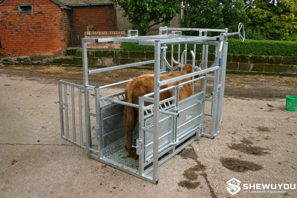 horned cattle crush with rear gate and side access