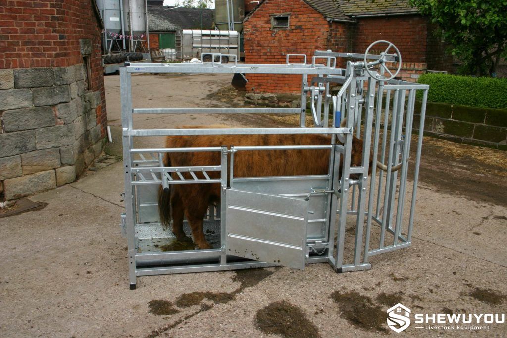 horned cattle crush side access door for veterinary handling