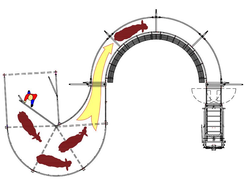 U shaped cattle handling alley livestock flow layout
