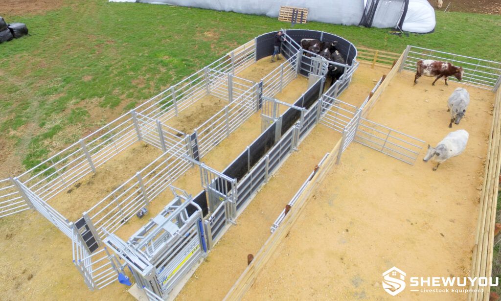 fixed curved cattle race with handling pens