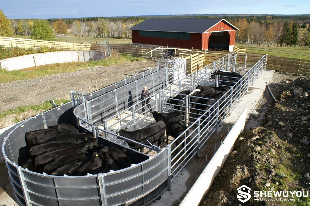 adjustable dual-width cattle handling race installation