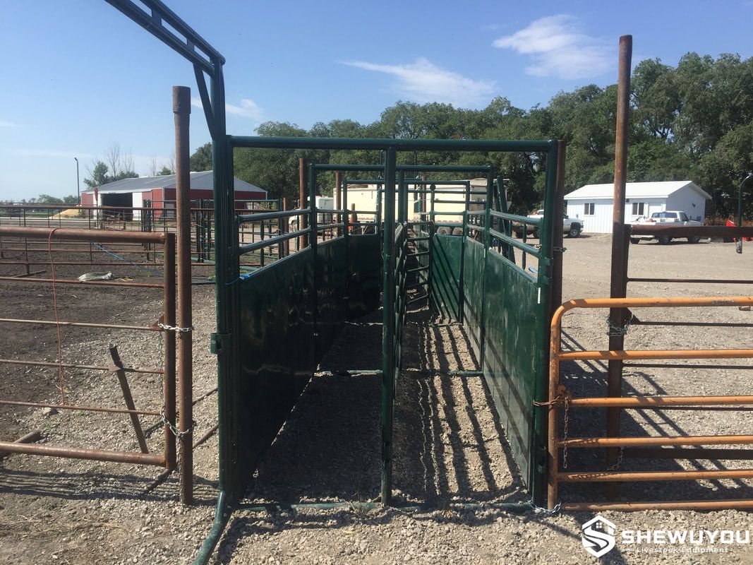 double cattle handling alley with dual livestock lanes