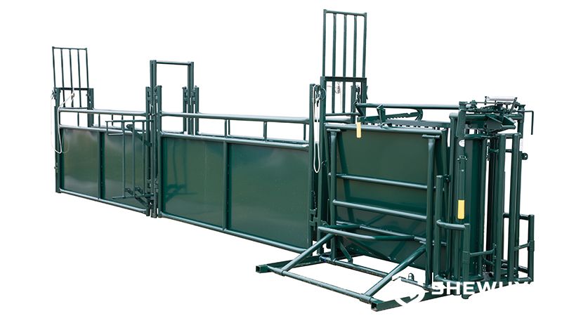 calf handling alley with sheeted side panels